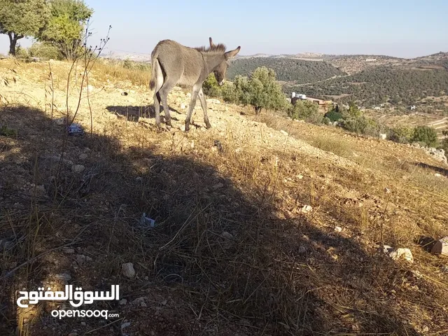 كرار 2 للبيع او للبدل