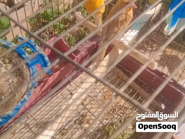 جوز ماشاء الله