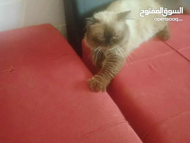 سياما قطه ىةلر