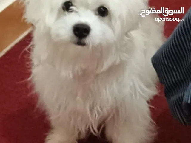 كلاب مالتيز للبيع في جدة