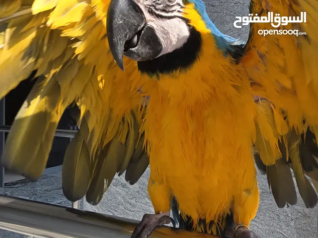 مكاو قولد بلو