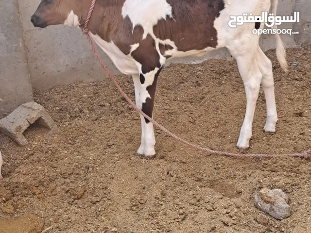 بجره استراليه رضاعه بمليون وميه