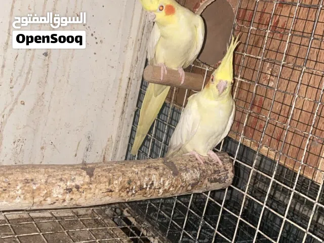 كوكتيل لاتينو زوج منتج