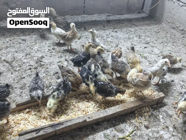 فراخ العمر شهر ابيع شلع عدد 15زوج كويتي افرك مكثل ألوان كلش حلوه