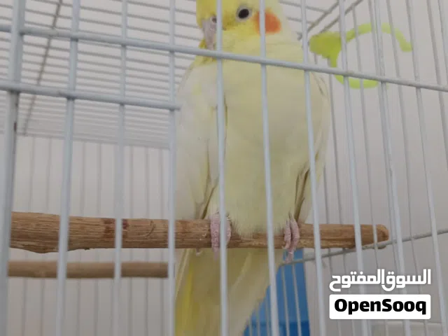 طيور كوكتيل للبيع مزاويج زوج مبيضات جواهن بيض وثنين