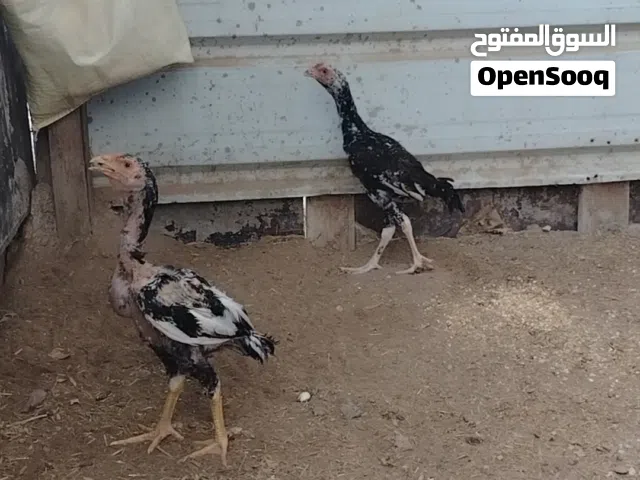 دجاج ودياكه للبيع بكستانيات اصل ب الجمله