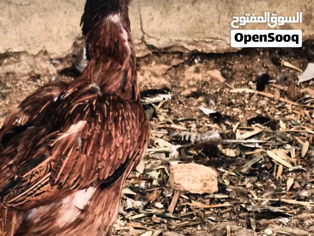 صيصان باكستاني وانواع اخرى للبيع