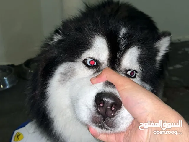 كلب هاسكي عمره 8 إلى 9 شهور