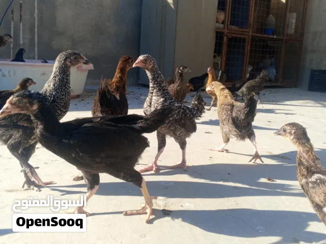 فرخات بلدي بذره الاصليه