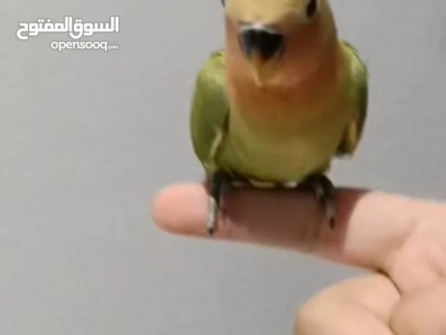فرخ طير لاف بيرد أليف للبيع