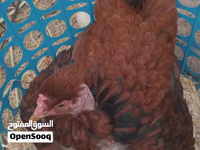 دجاج عرب ام ركيبه كافا