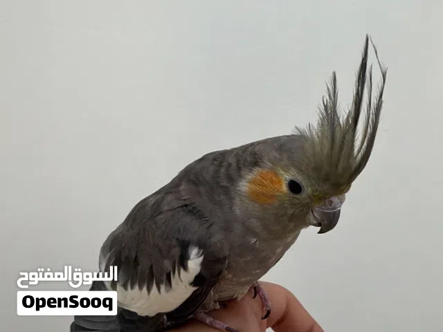 للبيع كوكتيل اليف