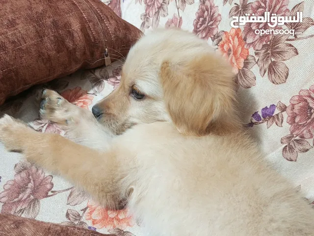 جرو جولدن انثي عمر شهرين