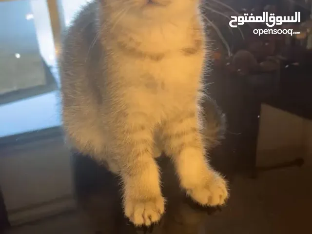 سكوتش فولد العمر شهرين