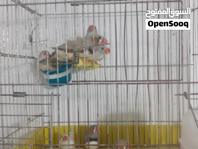 عصافير زيبرا