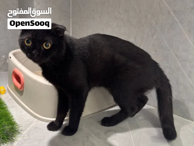 قطّين للتبني للجادين
