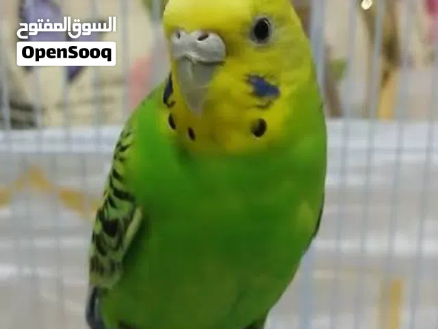 فندقه استقبل طيور تبني