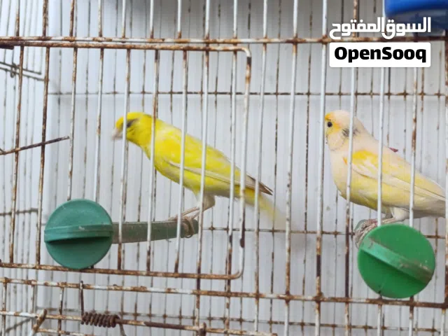كوبية كناري وأنثى مشوشة فردية