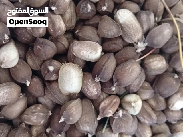 الشوع العماني الجبلي