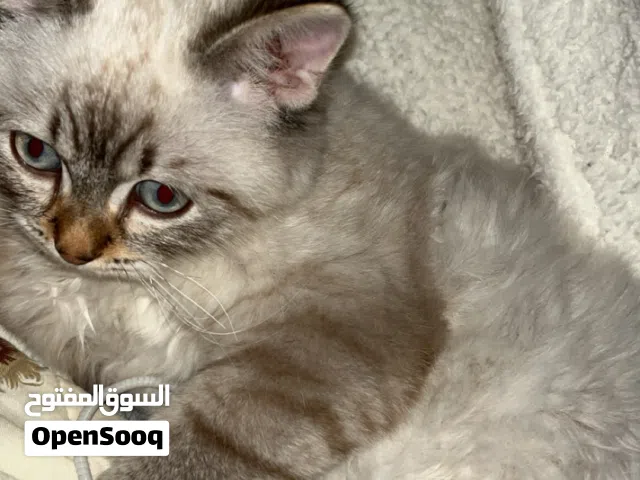 قط للتبني شيرازي مطعم