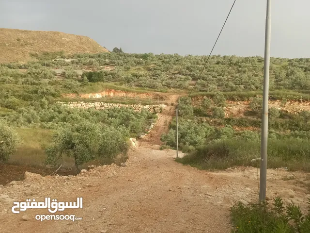 Farm Land for Sale in Qalqilya Jayus