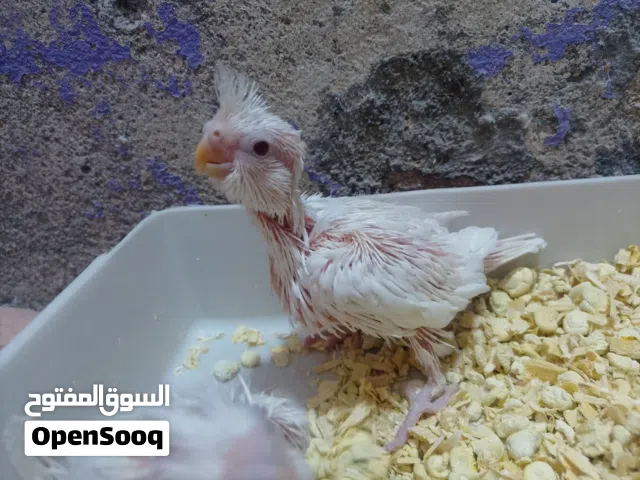 متاح طيور كوكتيل