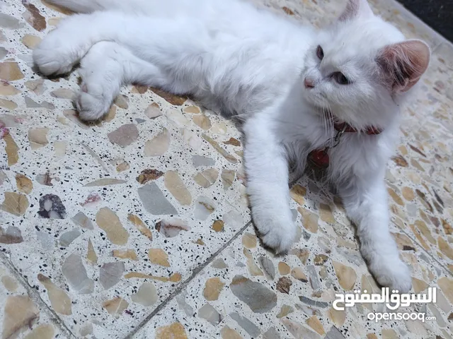 قط شيرازي للبيع