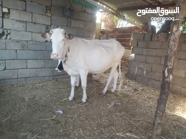 هايشه بجر ام ثاني بطن ماخض عليه 7 تشهر شرط الفحص كل شروط الجني مكاني البصره ابو صخير