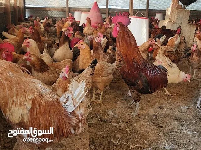 Egg laying start chicken available for sale
