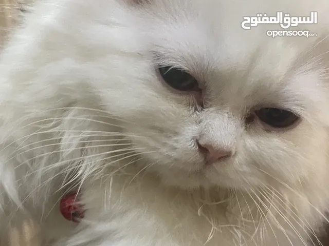 قطة انثى الأب سكوتش والأم شيرازي