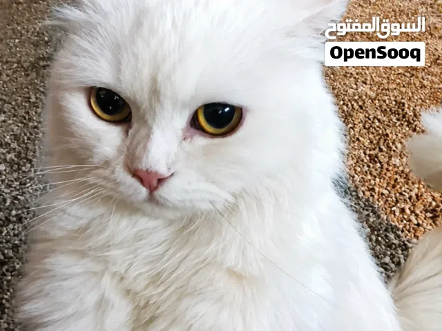 قطه شيرازيه للبيع شوف الوصف
