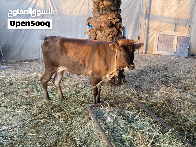 بقره عمانية