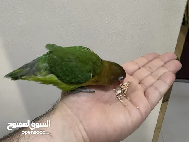 For Sale: Rosy-faced Lovebird – 6 Months Old