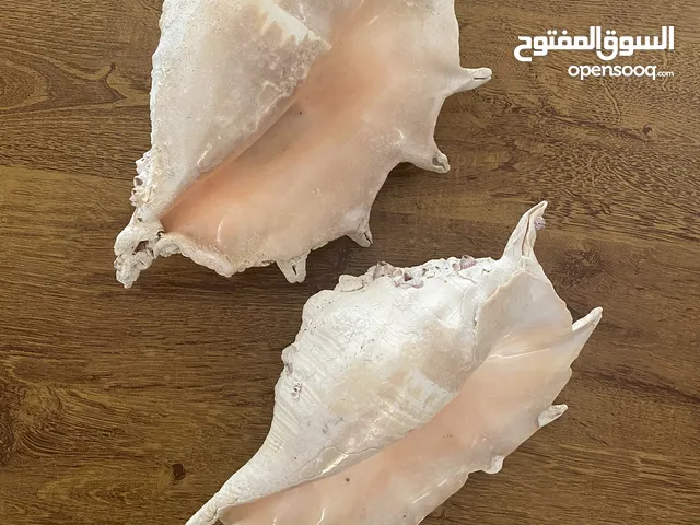 Large seashells