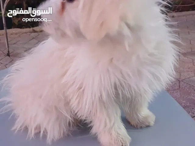 كلب مالتيز ابيض للبيع ..