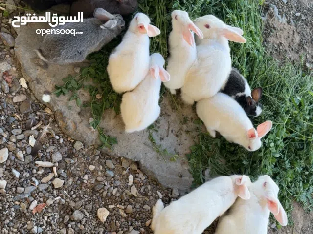 للبيع او بدل بطيور