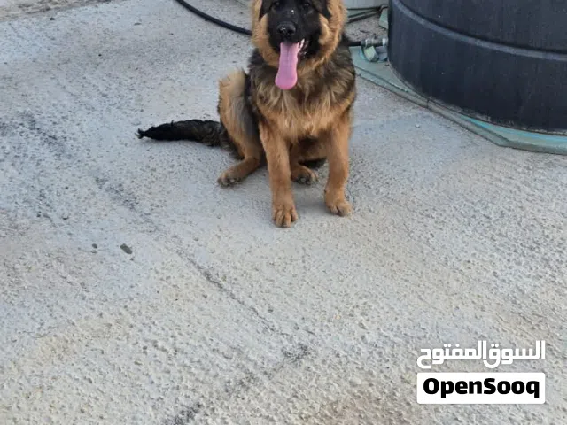 كلب جيرمن للبيع