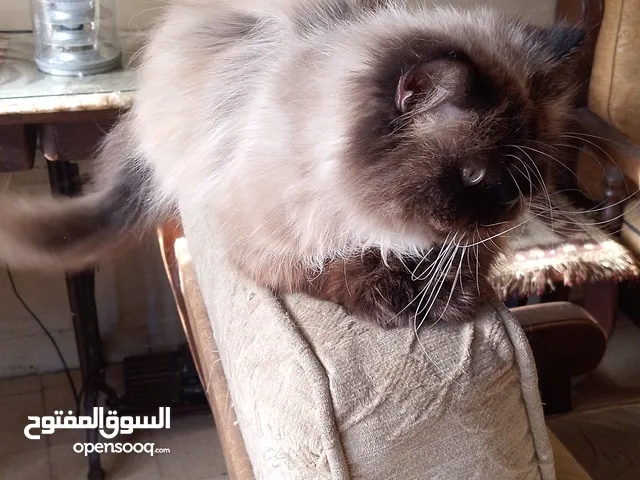 قط ذكر للبيع