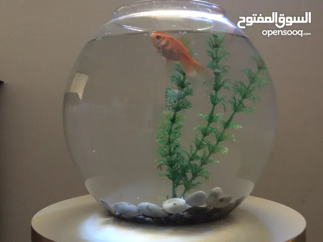 سمكة جولدن فيش زينة بالحوض
