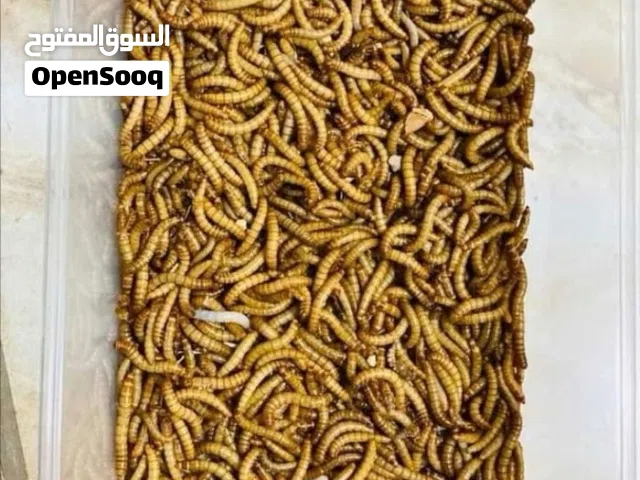 دود قبابي- ميل وورم-Mealworm