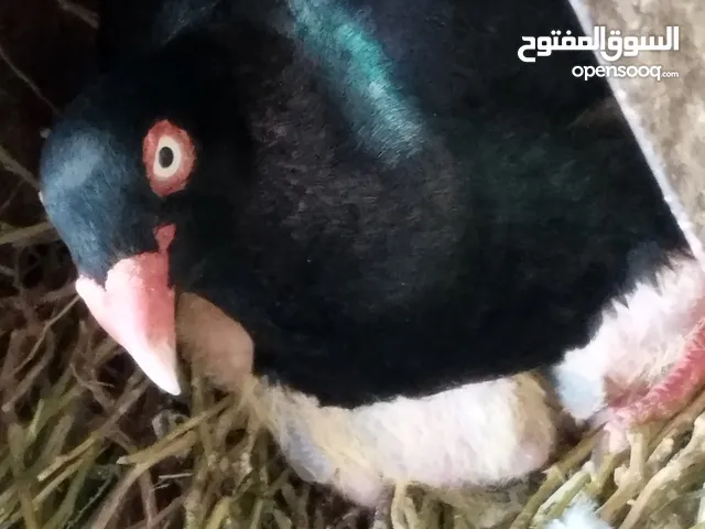 جوز سلفر مع فراخهم