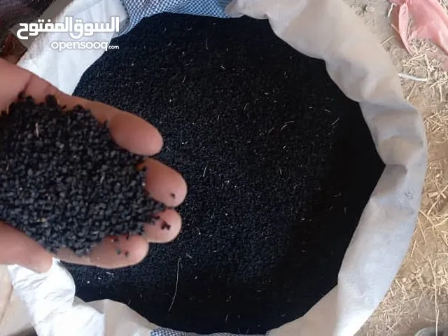 بذور بصل اليمني حضرموت