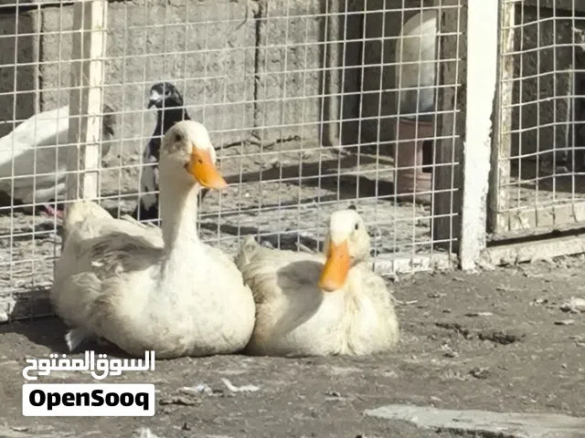 زوج بشوش 20الف