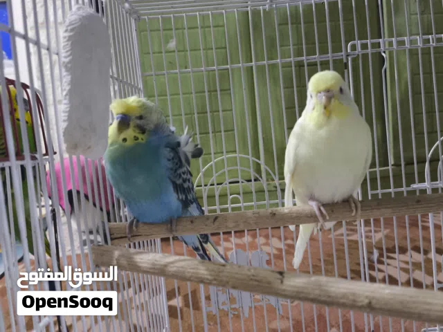 طيور حب مع أقفاص