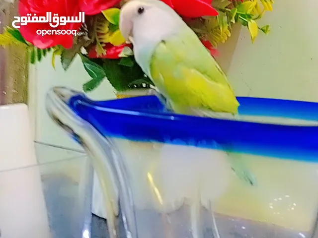 روز اليف مناسب اطفال