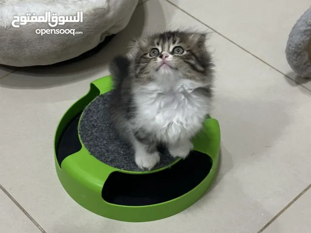 سكوتش فولد لونق هير