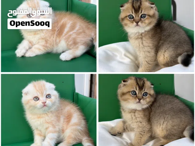 سكوتش فولد وشانشيلا مستويات فوق النخب ( شاهد الاعلان كامل ) في ب60 و70 و150