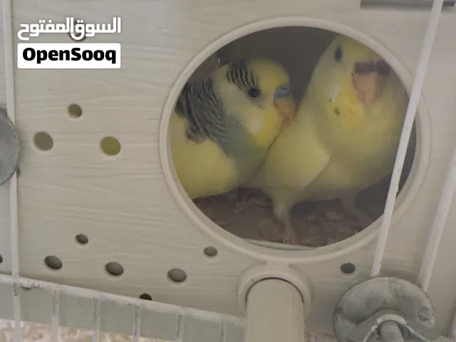 عصافير بقلينو كوبيا