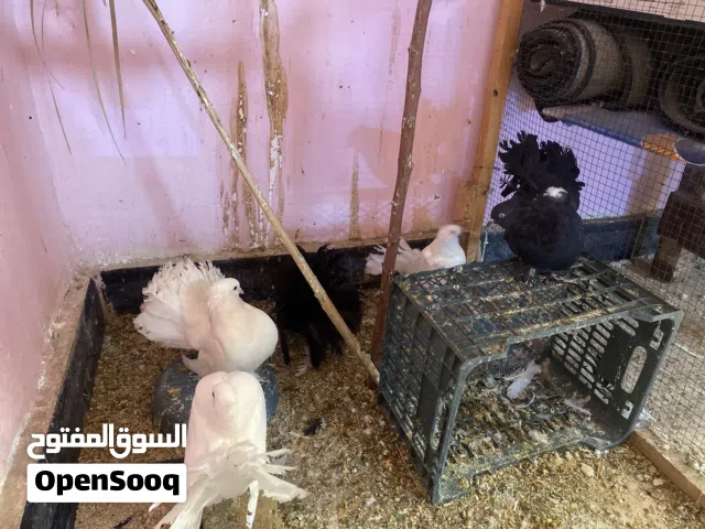 حمام هنادي رقم واحد فوول