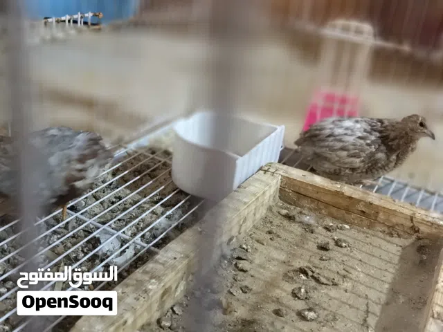 سمان ملكي للبيع